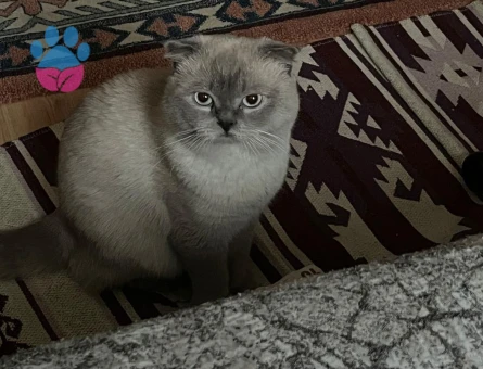 Scottish Fold Kedime Eş Arıyorum Kızgınklıkta