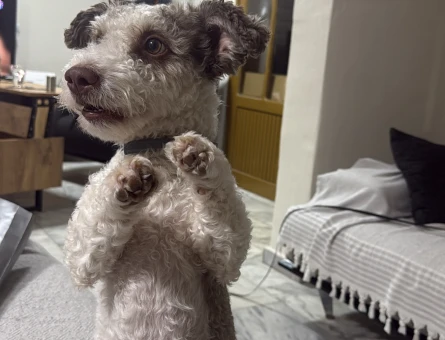 Maltese Terrier Oğlumuza Eş arıyoruz - 118980060