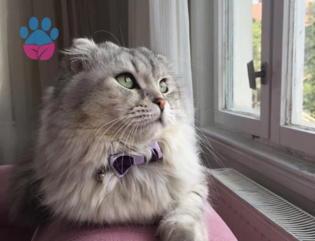 British Longhair Kedimize eş arıyoruz