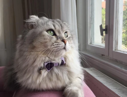 British Longhair Kedimize eş arıyoruz - 118980062