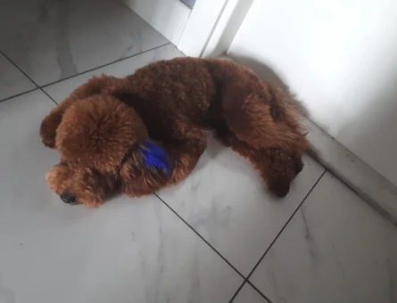 1 yaşında erkek poodle yavrumuza uygun eş arıyoruz. - 118980068