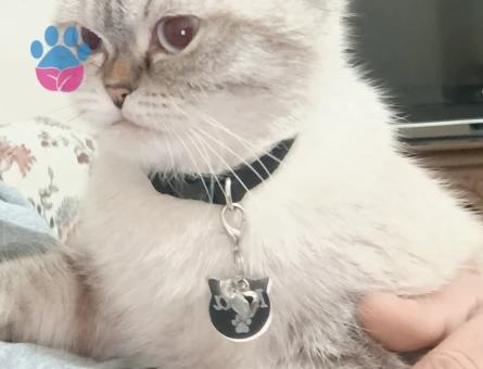 Scottish Fold 1 Yaşında Kedim Eş Arıyor