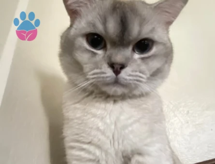 1 yaşındaki British oğluma eş arıyorum