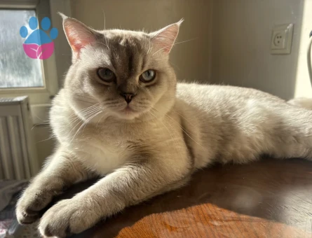 1 yaşındaki British oğluma eş arıyorum