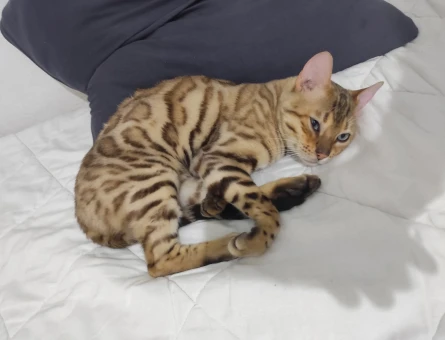 Bengal erkek kendime eş ariyorum - 118980554