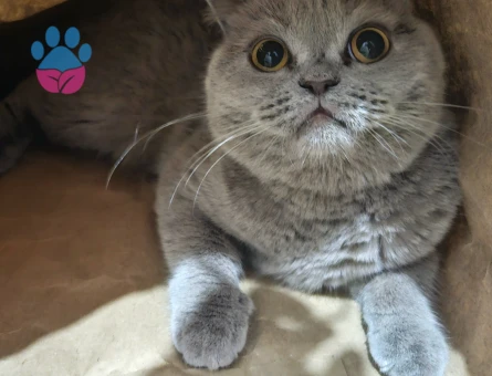 Güzeller güzeli kızıma eş arıyorum