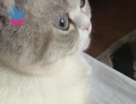 Kızımız kızgınlıkta