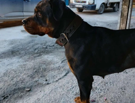Dişi saf kan dişi rottweilera eş yakın şehirlerden - 118973186
