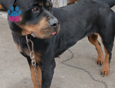 Dişi saf kan dişi rottweilera eş yakın şehirlerden