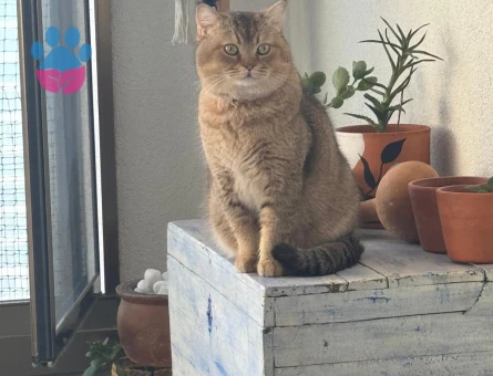 British Shorthair Cedric Eş Arıyor Kızgınlıkta