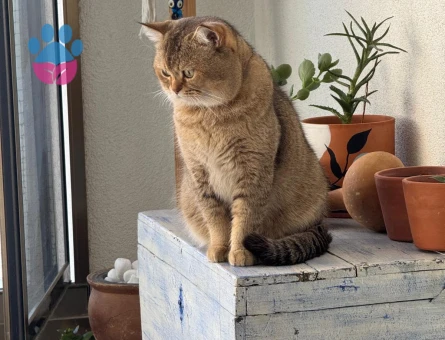 British Shorthair Cedric Eş Arıyor Kızgınlıkta