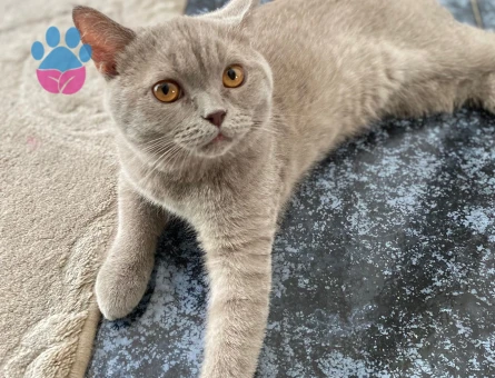 British shortair 10 aylık