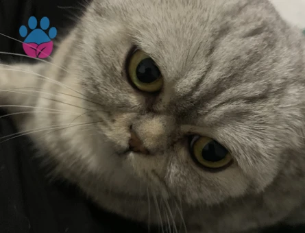 Kızımıza eş arıyoruz