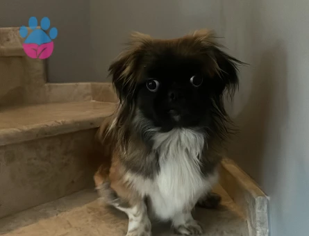 Kızıma damat arıyoruz