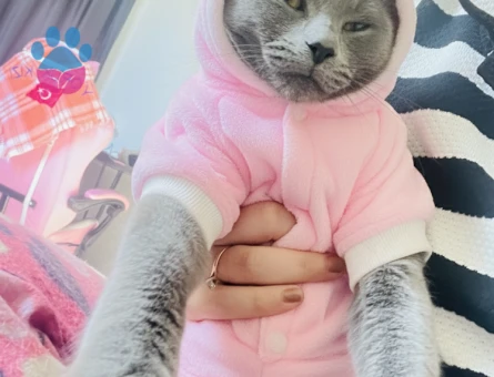 Kedim için damat adayı ariyoruz yer antalya