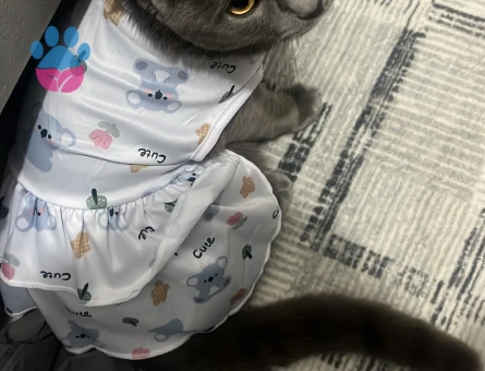 Kedim için damat adayı ariyoruz yer antalya