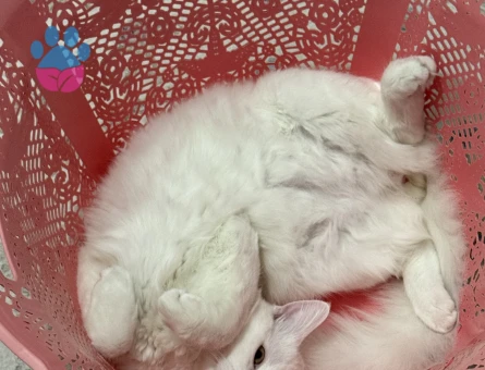 British Shorthair Oğlumuz şans eş arıyor