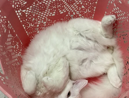 British Shorthair Oğlumuz şans eş arıyor - 118981016