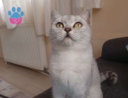 British eş ilanı 1 Yaşında