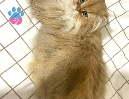 British longhair Golden Erkek kedimize eş arıyoruz