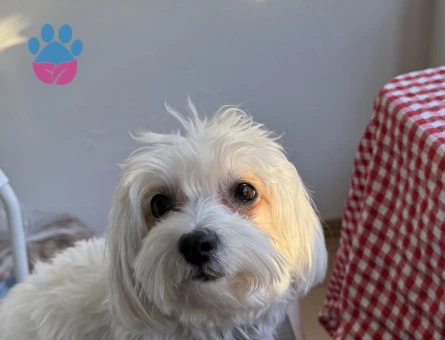 Maltese Terrier Kızımıza eş arıyoruz