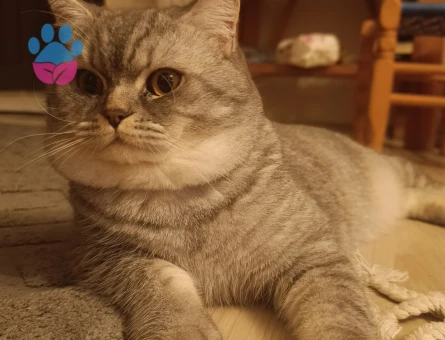 British Kedime Eş arıyoruz