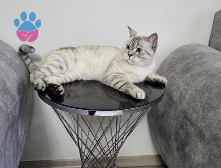 British shorthair cinsi kedimize eş arıyoruz
