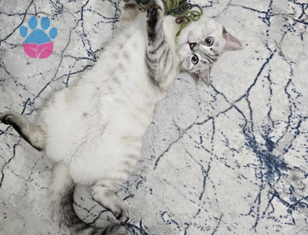 British shorthair cinsi kedimize eş arıyoruz