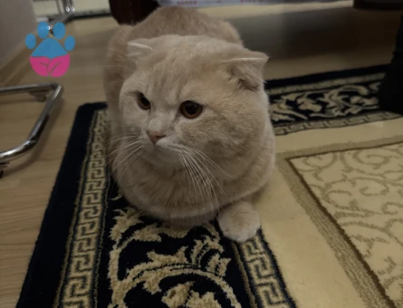 Scottish Fold 1,5 Yaşında Eş Arıyor