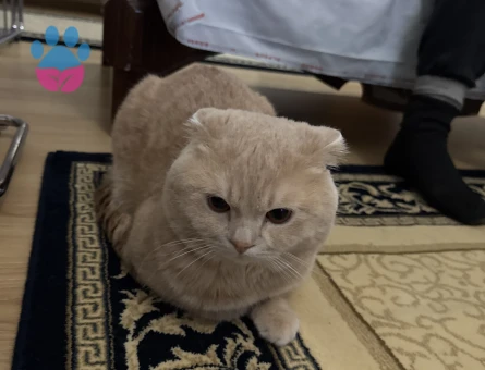 Scottish Fold 1,5 Yaşında Eş Arıyor