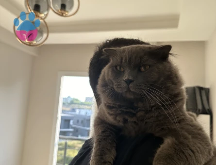 British LongHair Paşamıza Eş Arıyoruz