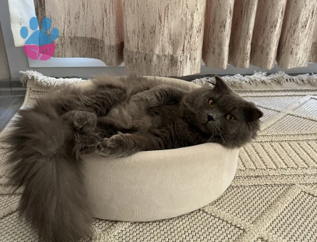 British LongHair Paşamıza Eş Arıyoruz