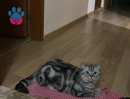 Oğluma eş arıyoruz