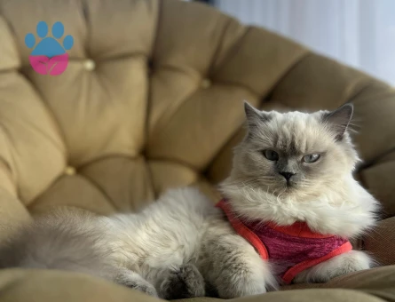 British longhair kedimize eş arıyoruz