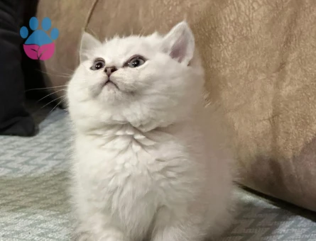 British silver shorthair