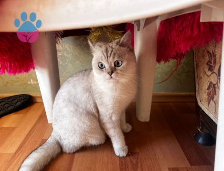 British silver shorthair