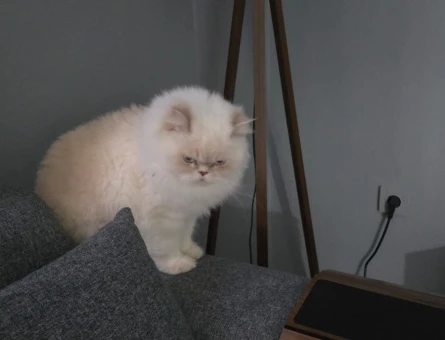 British longhair kızıma damat arıyorum - 118973981