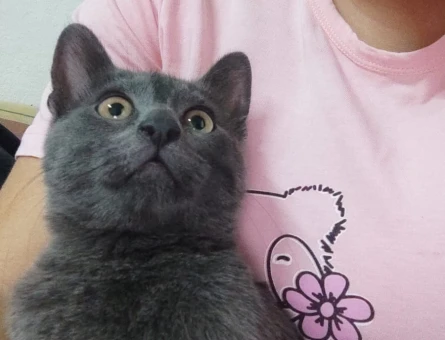 Russian Blue ve British - 118973987