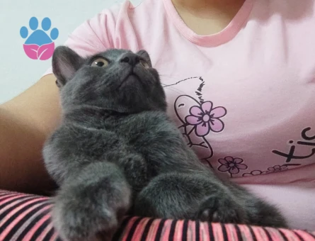 Russian Blue ve British