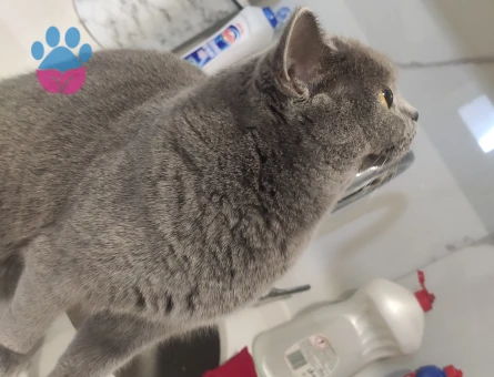 Kızıma Eş arıyorum