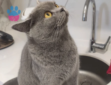 Kızıma Eş arıyorum