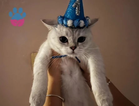 British silver shorthair