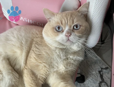 Erkek kedime dişi eş arıyorum