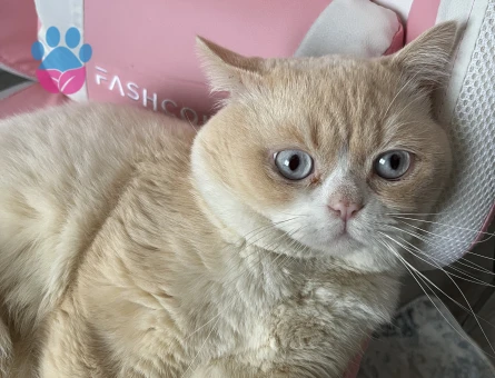 Erkek kedime dişi eş arıyorum