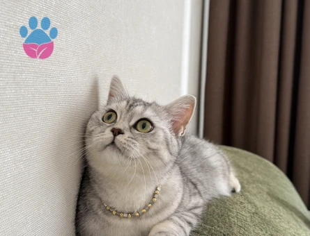 British Shorthair Pıtıra Eş Arıyorum