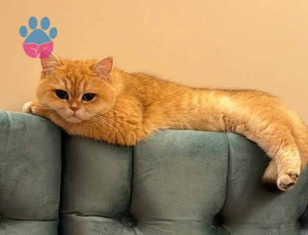 British golden shorthair ny11 Eş Arıyor