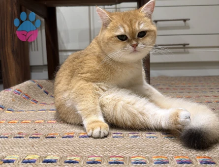 British golden shorthair ny11 Eş Arıyor
