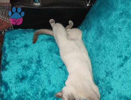 British Shorthair 1 Yaşında Eş Arıyor