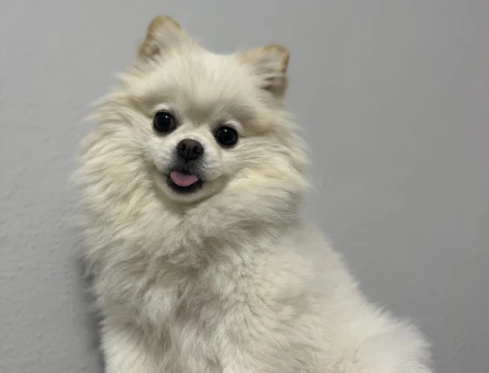 Pomeranian boo erkek eş aranıyor - 118981705