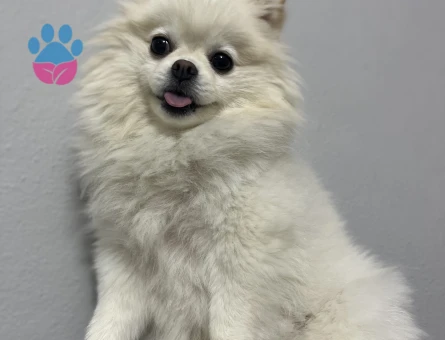 Pomeranian boo erkek eş aranıyor